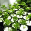 Paradise Perlite for Hydroponics & Horticulture Soil Conditioner (250 GM) Paradise Perlite for Hydroponics & Horticulture Soil Conditioner (250 GM)