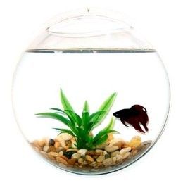 fish & aqutics
